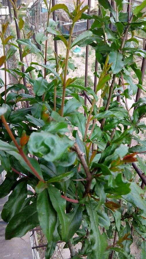 为什么北方石榴下山桩过冬是个难题 图片