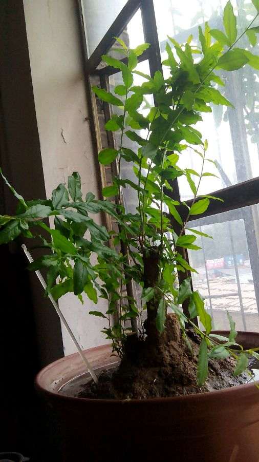 为什么北方石榴下山桩过冬是个难题 图片