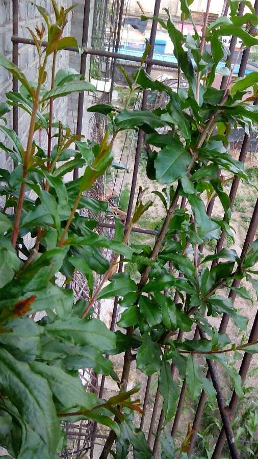 为什么北方石榴下山桩过冬是个难题 图片