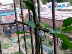 为什么北方石榴下山桩过冬是个难题 图片