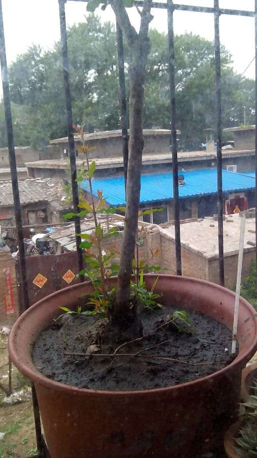 为什么石榴下山桩的冒枝 一定要剪 图片