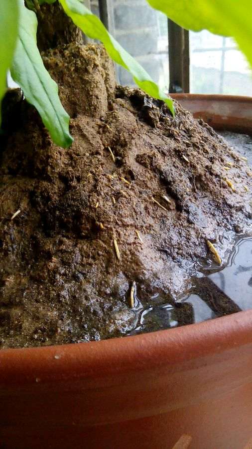 为什么石榴下山桩的冒枝 一定要剪 图片