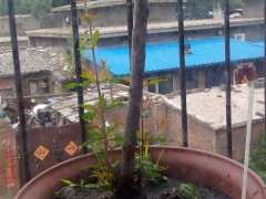 为什么石榴下山桩的冒枝 一定要剪 图片