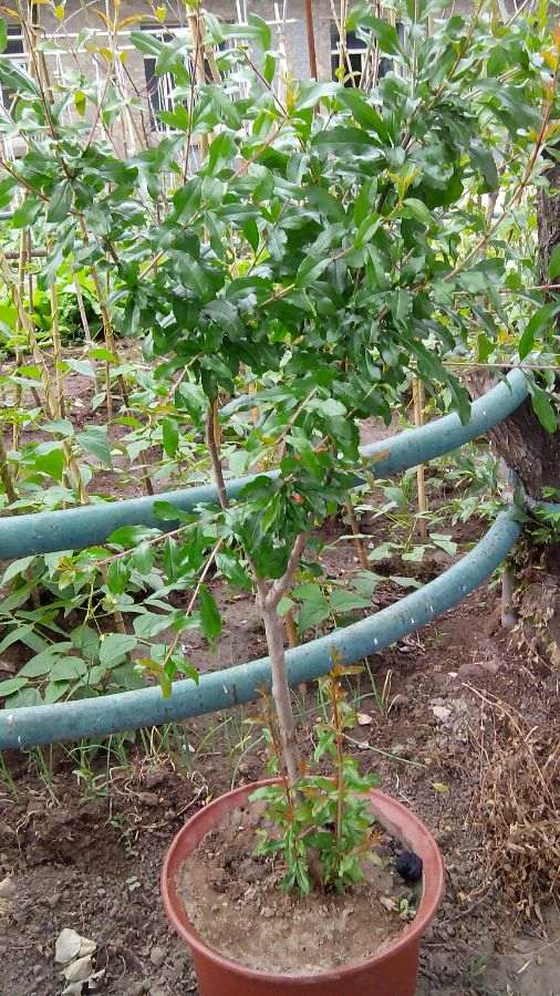 石榴下山桩叶子和主干咋了 有问题吗 图片