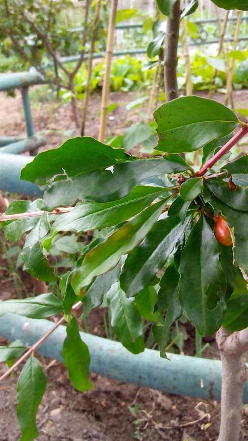 石榴下山桩叶子和主干咋了 有问题吗 图片