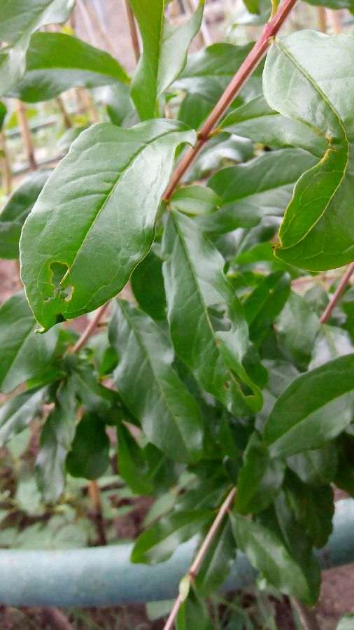 石榴下山桩叶子和主干咋了 有问题吗 图片