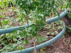 石榴下山桩叶子和主干咋了 有问题吗 图片