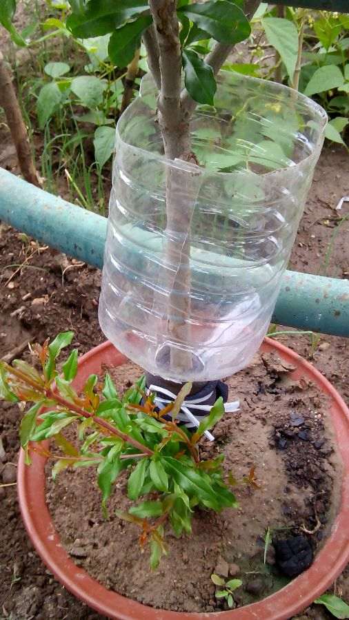 石榴下山桩怎么套袋逼芽的方法 图片