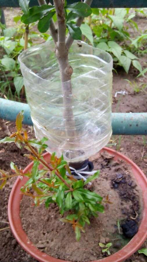石榴下山桩怎么套袋逼芽的方法 图片