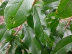 石榴下山桩怎么扦插就矮化的方法 图片