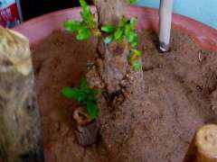 石榴下山桩发芽后 还用袋子保湿吗 图片