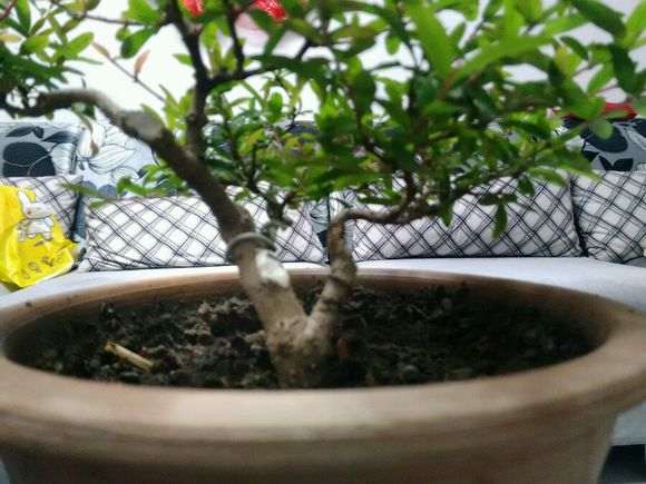 石榴下山桩高压栽培几年最好 图片