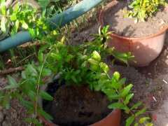 夏季石榴下山怎么桩扦插的实验 图片