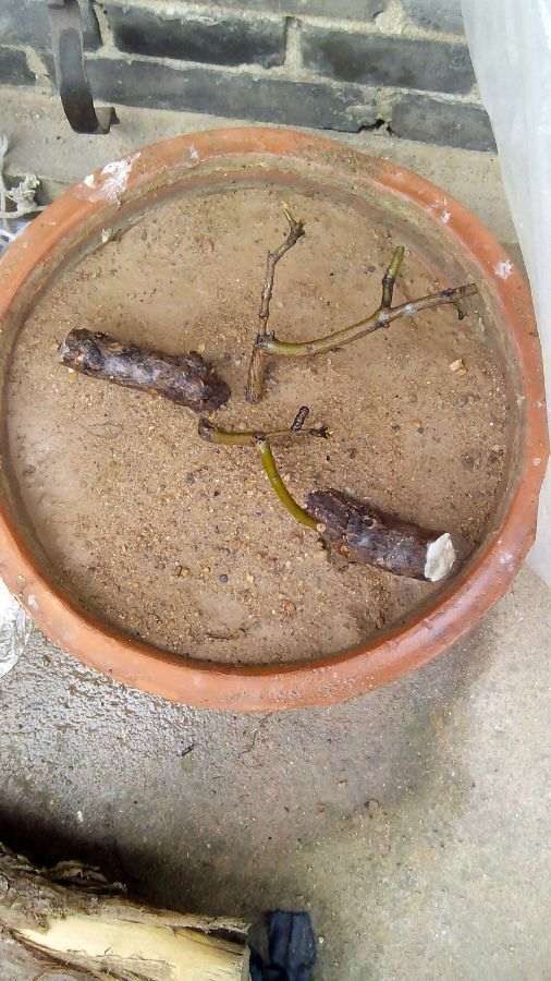 什么方法对石榴下山桩扦插成活最好 图片