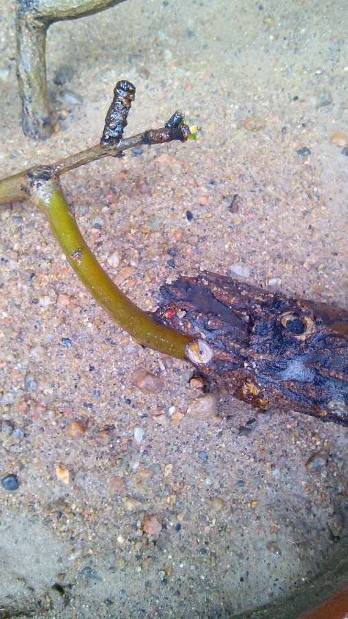 什么方法对石榴下山桩扦插成活最好 图片