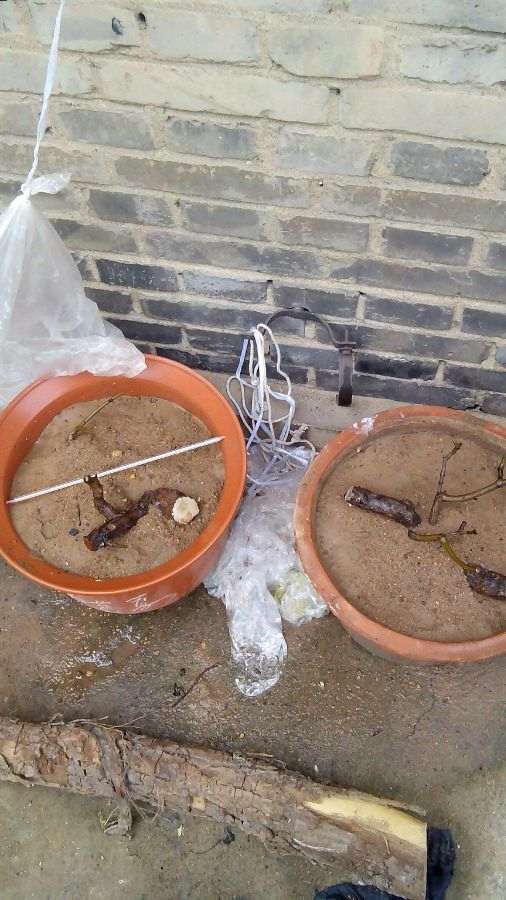 什么方法对石榴下山桩扦插成活最好 图片