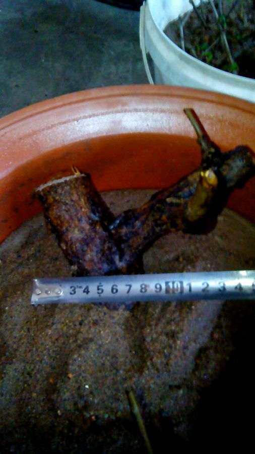 什么方法对石榴下山桩扦插成活最好 图片