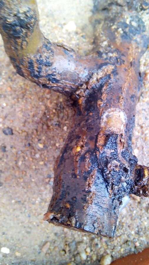 白色的是石榴下山桩要发芽吗 图片