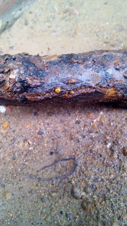 白色的是石榴下山桩要发芽吗 图片