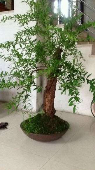 白色的是石榴下山桩要发芽吗 图片