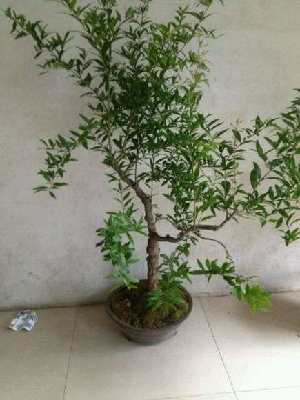 白色的是石榴下山桩要发芽吗 图片