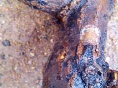 白色的是石榴下山桩要发芽吗 图片