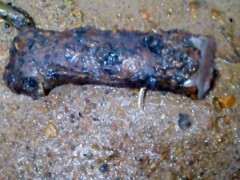 两个半月 夏季石榴下山桩扦插发芽了 图片