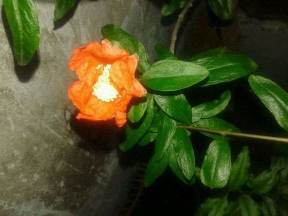 楼主你的御石榴下山桩怎么样了 图片