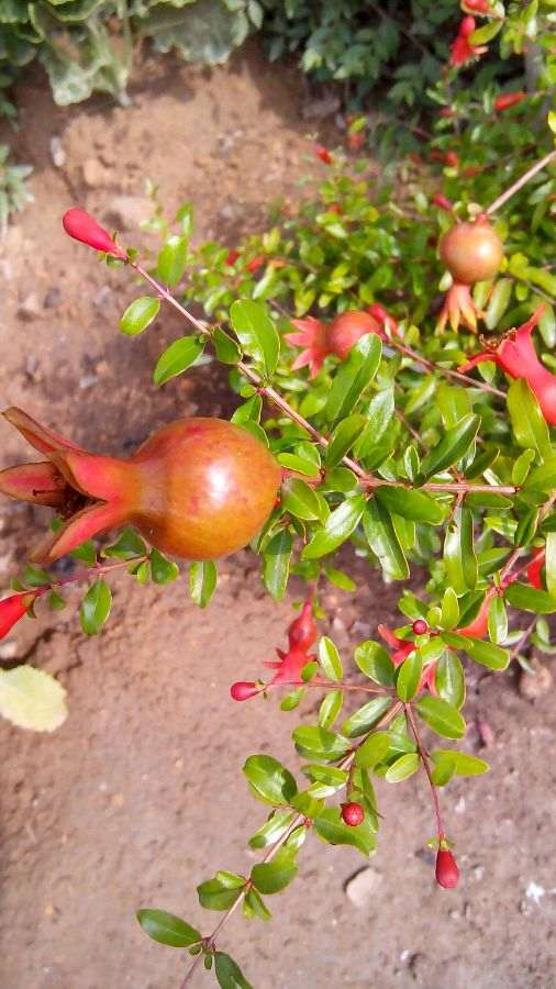 楼主你的御石榴下山桩怎么样了 图片