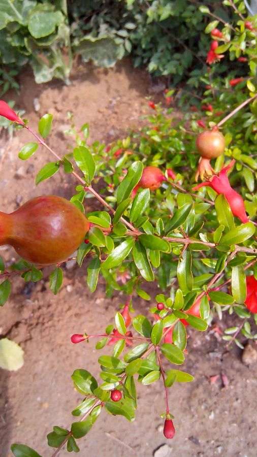 楼主你的御石榴下山桩怎么样了 图片