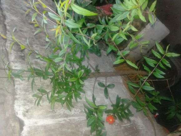 楼主你的御石榴下山桩怎么样了 图片