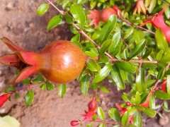 楼主你的御石榴下山桩可以吗了 图片