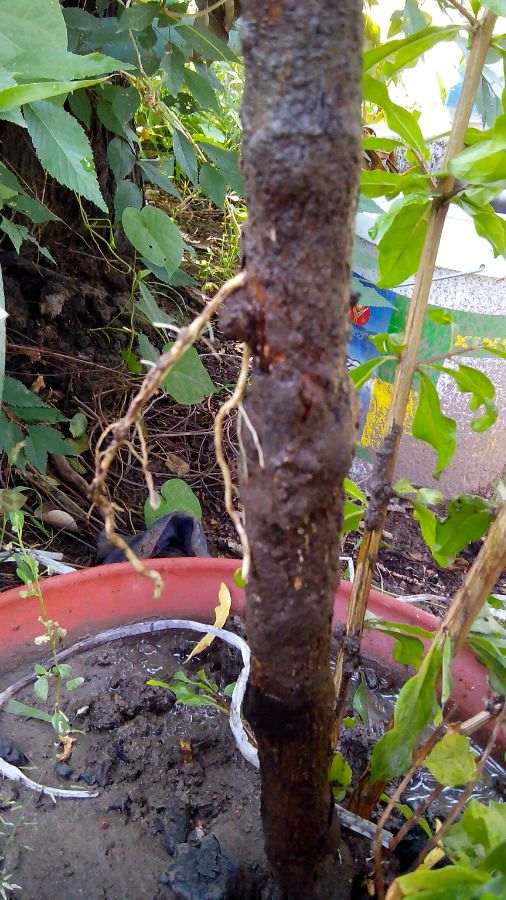 三伏天扦插的石榴下山桩老桩 出芽真快 图片