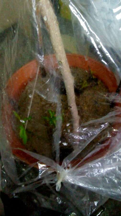 三伏天扦插的石榴下山桩老桩 出芽真快 图片