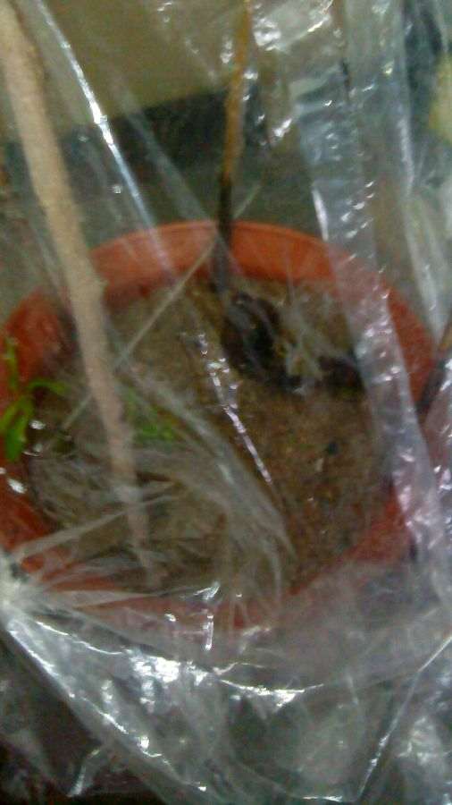 三伏天扦插的石榴下山桩老桩 出芽真快 图片