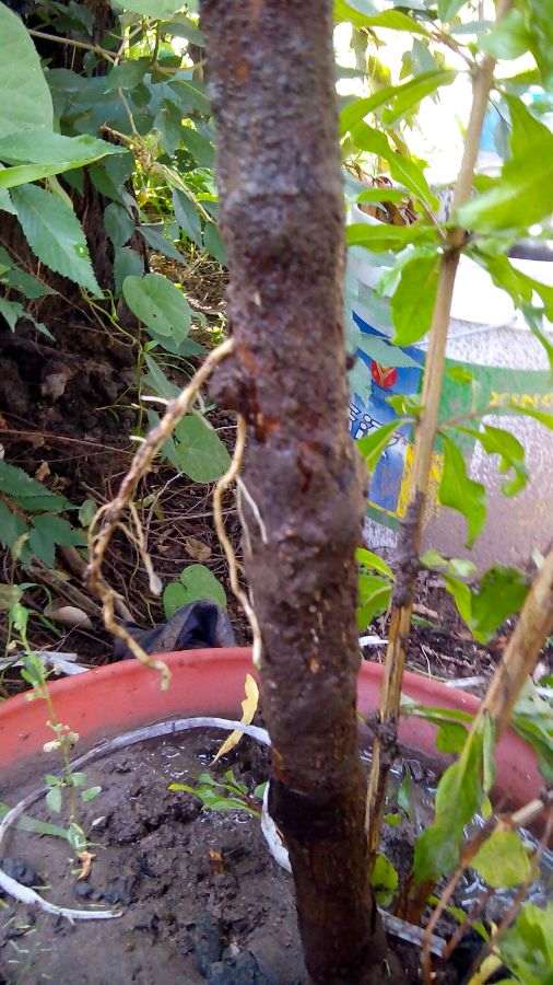 三伏天扦插的石榴下山桩老桩 出芽真快 图片