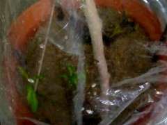 三伏天扦插的石榴下山桩老桩 出芽真快 图片