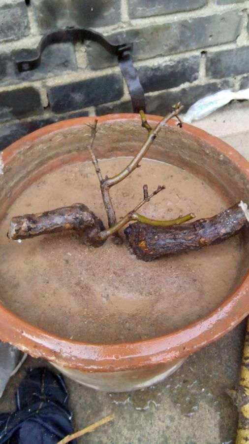 冬天石榴下山桩搬到家里能高压吗 图片