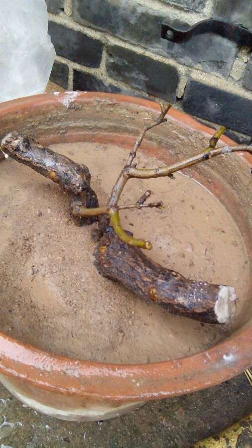 冬天石榴下山桩搬到家里能高压吗 图片