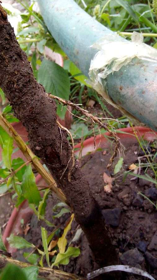 冬天石榴下山桩搬到家里能高压吗 图片