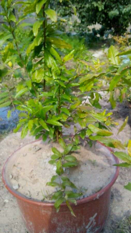 我的石榴下山桩落叶了 怎么办 图片