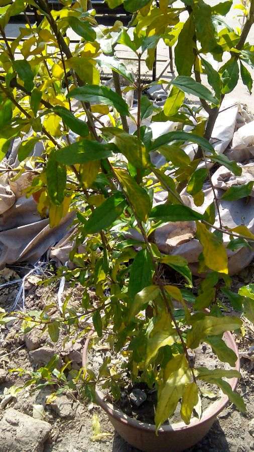 我的石榴下山桩落叶了 怎么办 图片