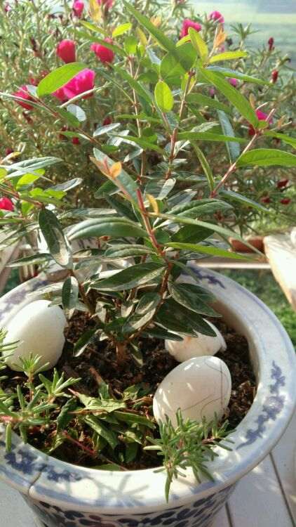 我的石榴下山桩落叶了 怎么办 图片