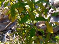 我的石榴下山桩落叶了 怎么办 图片