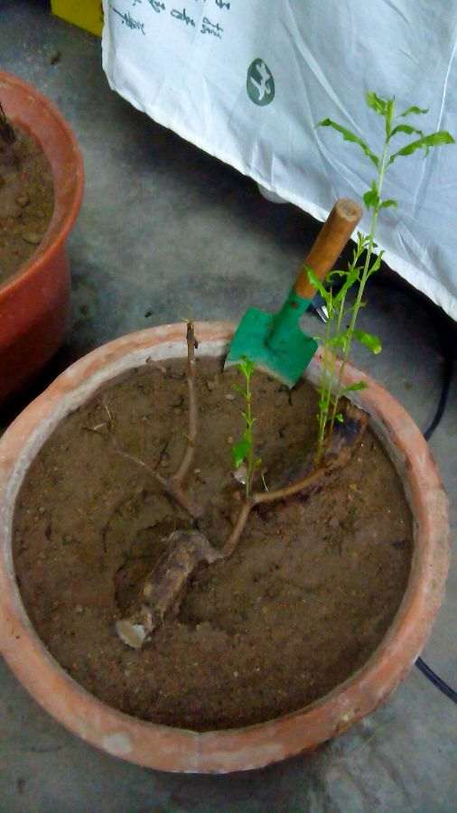 石榴下山桩的土壤是沙 可以吗 图片