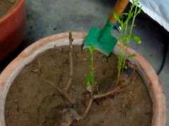 石榴下山桩的土壤是沙 可以吗 图片