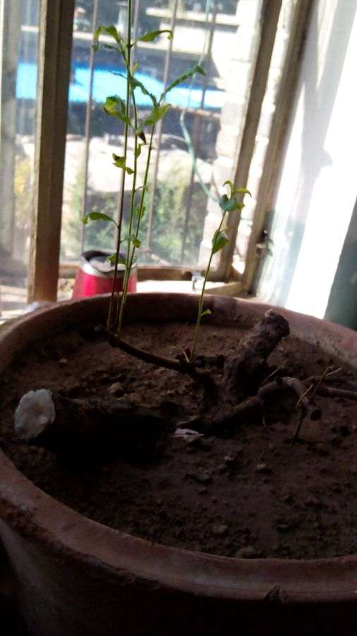 今年播的小石榴下山桩刚发芽 图片