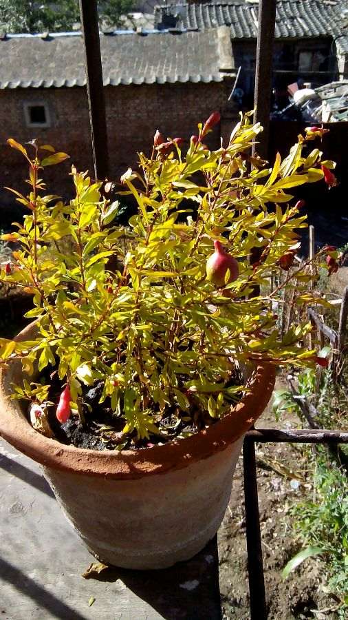 今年播的小石榴下山桩刚发芽 图片