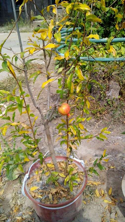 今年播的小石榴下山桩刚发芽 图片