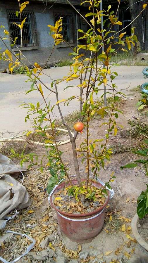 今年播的小石榴下山桩刚发芽 图片